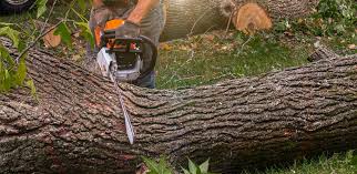 Best Lawn Mowing  in West Samoset, FL