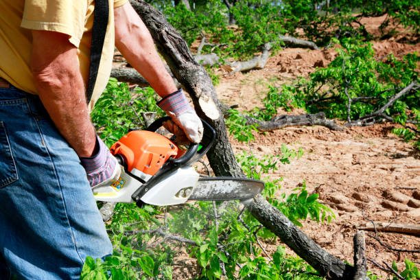 Best Tree Health Inspection  in West Samoset, FL
